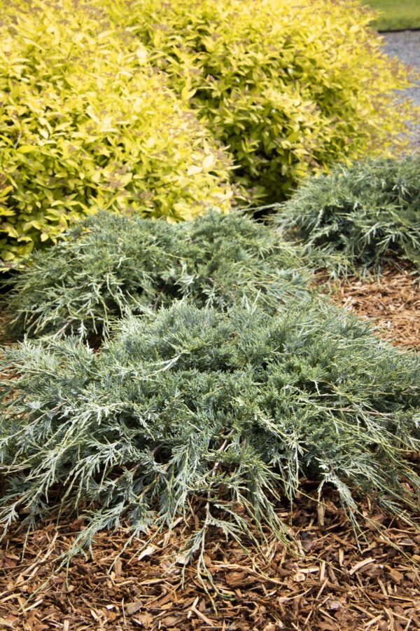 Juniperus scopulorum Burly Blue® (M)