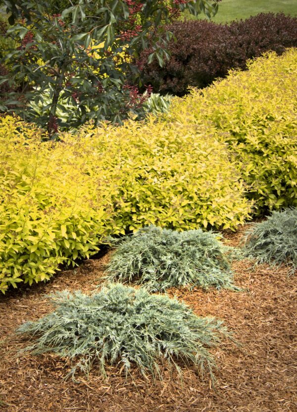 Juniperus scopulorum Burly Blue® (M) - Image 2