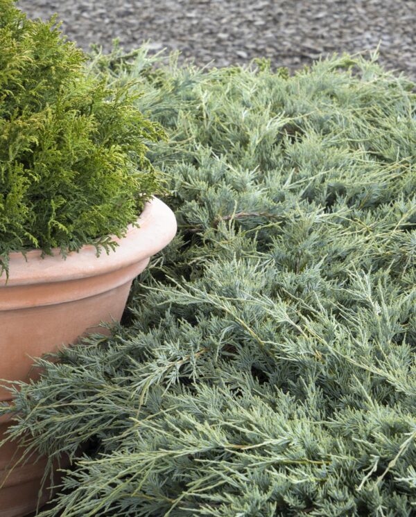 Juniperus scopulorum Burly Blue® (M) - Image 3