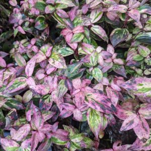 Leucothoe fontanesiana Paisley Pup® (PW)