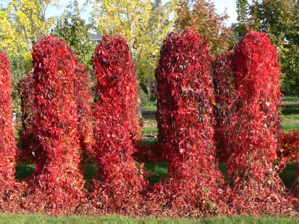 Parthenocissus quinquefolia Engelmannii - Image 2