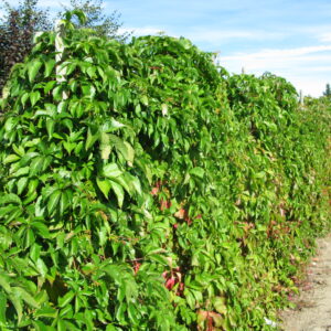 Parthenocissus quinquefolia Engelmannii