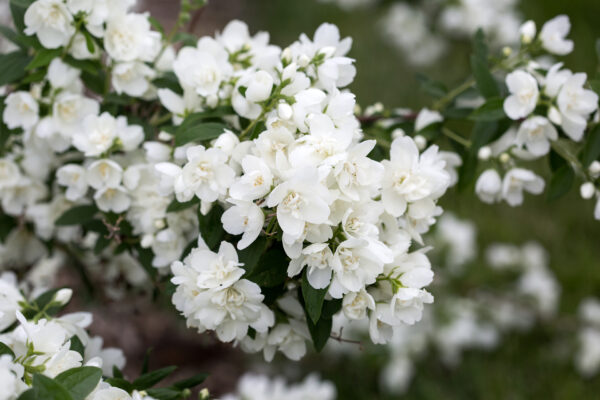 Philadelphus Snow White™ (FE) - Image 4