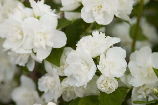 Philadelphus Snow White™ (FE) - Image 5