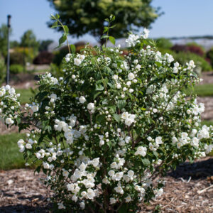 Philadelphus Snow White™ (FE)