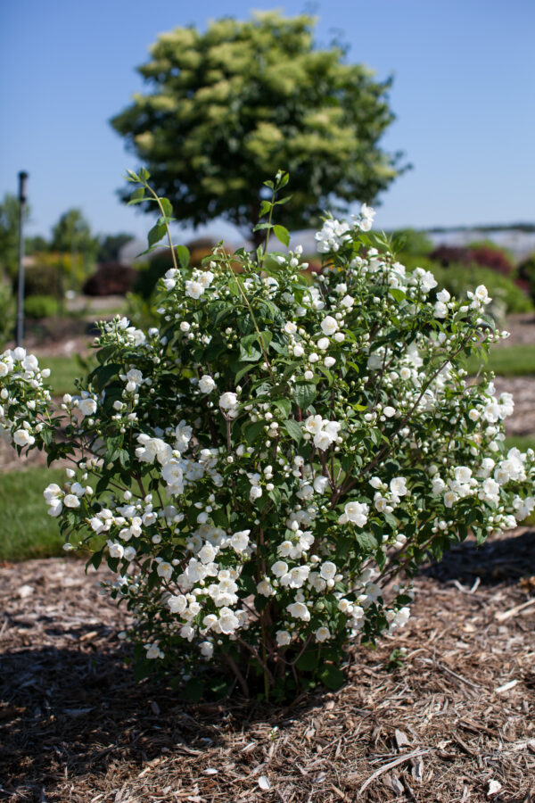 Philadelphus Snow White™ (FE)