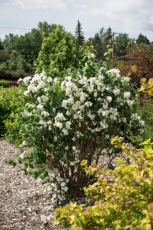 Philadelphus Snow White™ (FE) - Image 2
