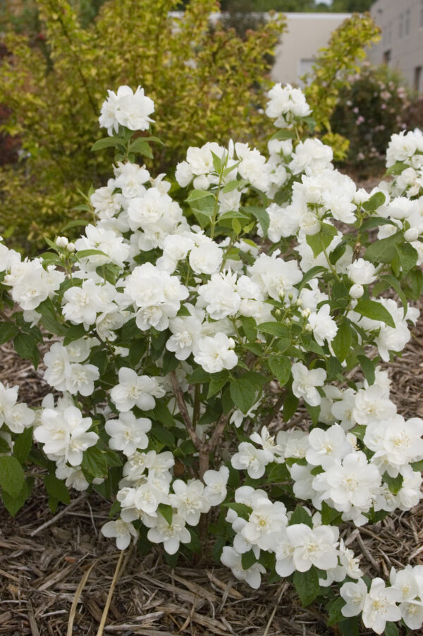 Philadelphus Snow White™ (FE) - Image 3