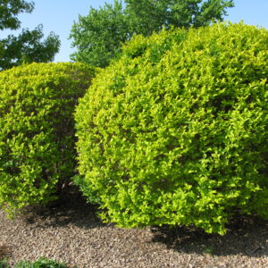 Philadelphus coronarius Aurea