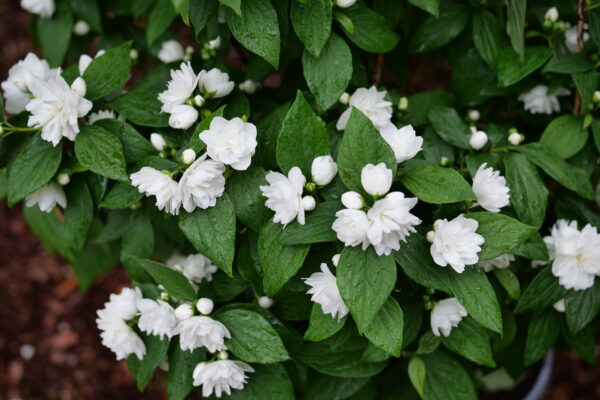 Philadelphus coronarius Illuminati Spice® (PW) - Image 3