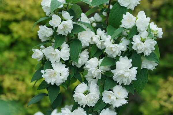 Philadelphus coronarius Illuminati Spice® (PW) - Image 4