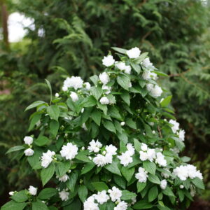 Philadelphus coronarius Illuminati Spice® (PW)