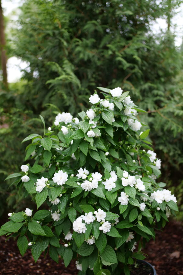 Philadelphus coronarius Illuminati Spice® (PW)