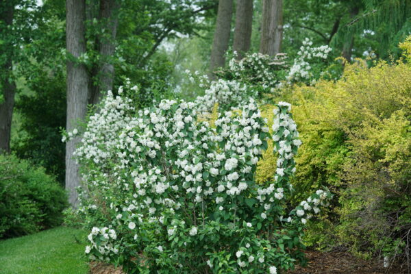 Philadelphus coronarius Illuminati Spice® (PW) - Image 2