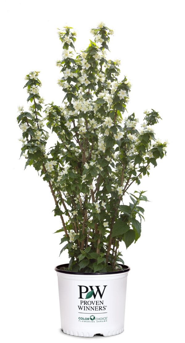 Philadelphus coronarius Illuminati Tower® (PW) - Image 5