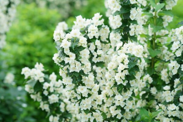 Philadelphus coronarius Illuminati Tower® (PW) - Image 4