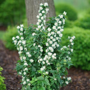 Philadelphus coronarius Illuminati Tower® (PW)
