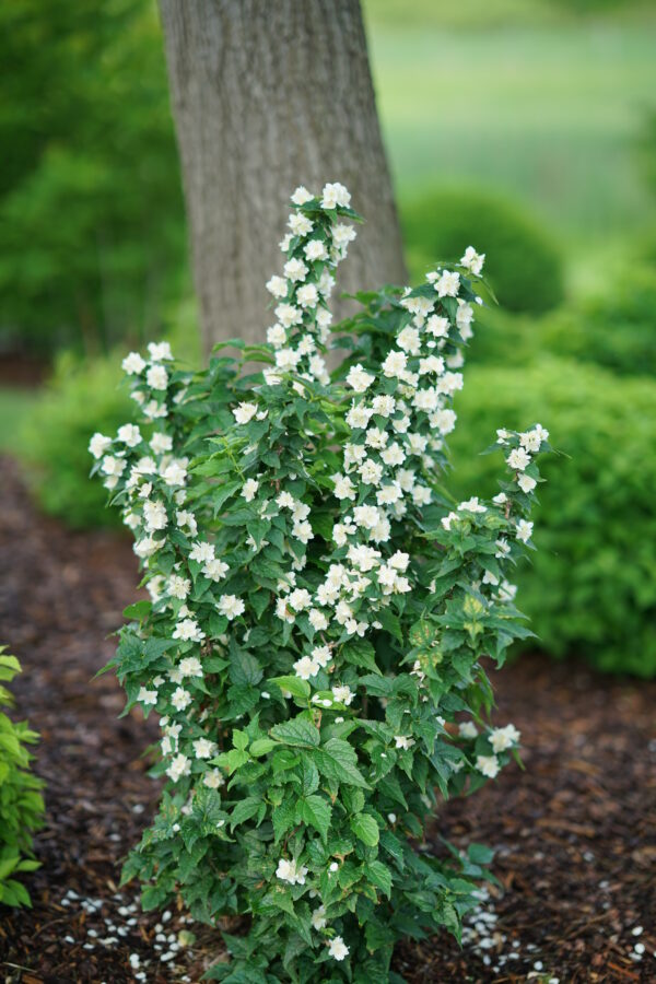 Philadelphus coronarius Illuminati Tower® (PW)