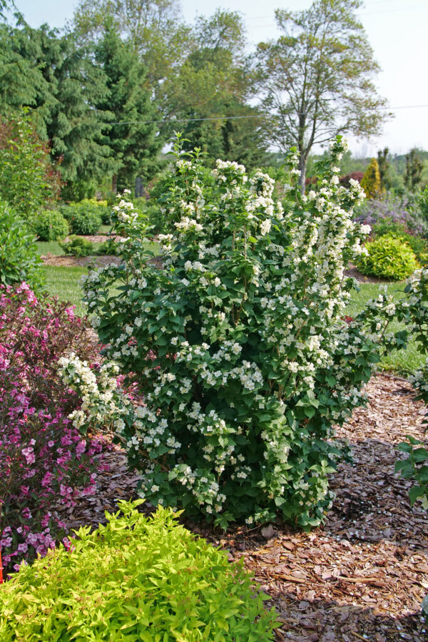 Philadelphus coronarius Illuminati Tower® (PW) - Image 3