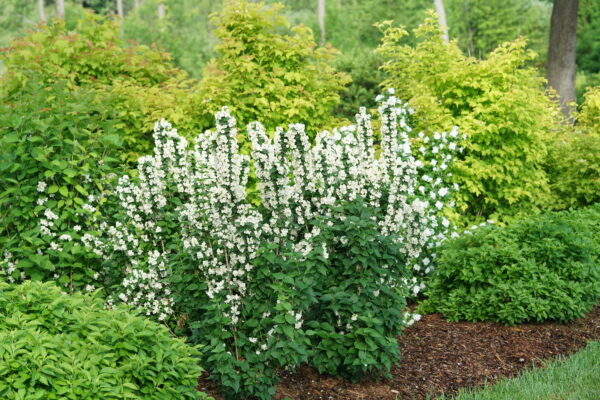 Philadelphus coronarius Illuminati Tower® (PW) - Image 2