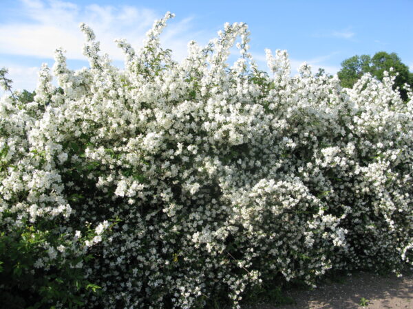 Philadelphus lewisii Blizzard - Image 4