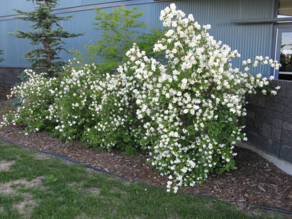 Philadelphus lewisii Blizzard - Image 3