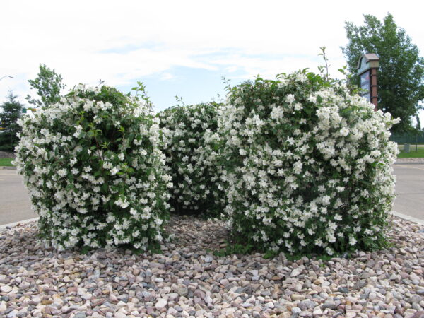 Philadelphus lewisii Blizzard - Image 2