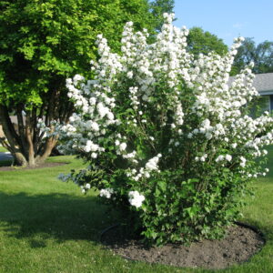 Philadelphus lewisii Blizzard
