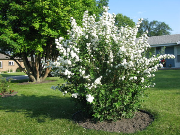 Philadelphus lewisii Blizzard
