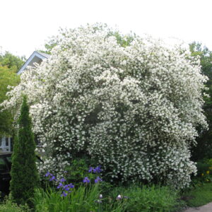 Philadelphus lewisii Waterton