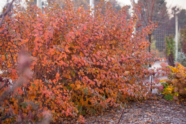 Physocarpus opulifolius Amber Jubilee™ (FE) - Image 5