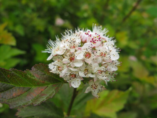 Physocarpus opulifolius Amber Jubilee™ (FE) - Image 4