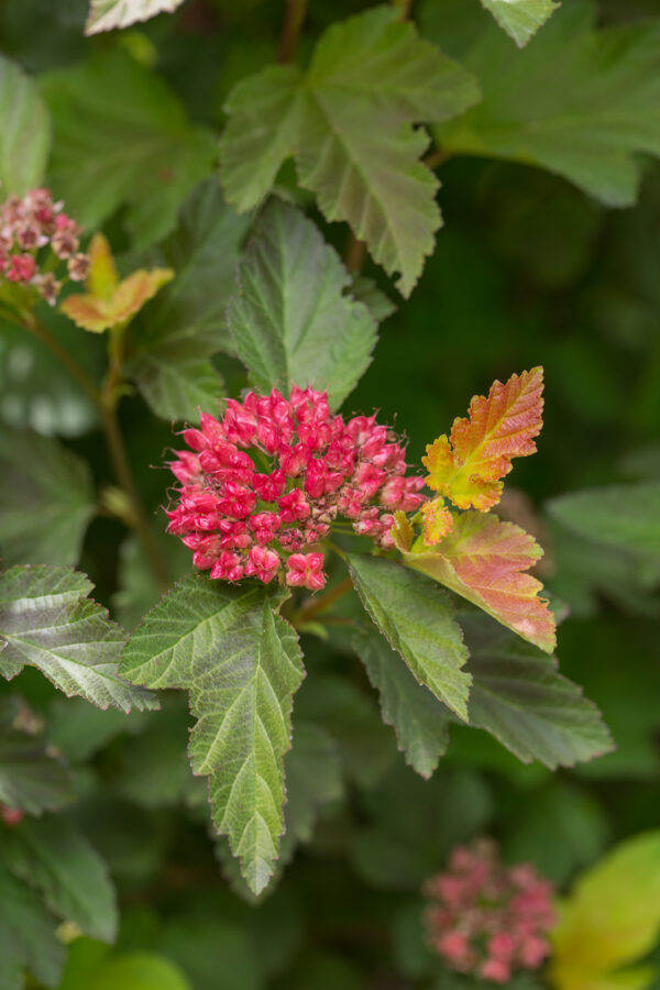 Physocarpus opulifolius Amber Jubilee™ (FE) - Image 3