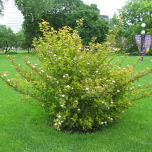 Physocarpus opulifolius Amber Jubilee™ (FE)