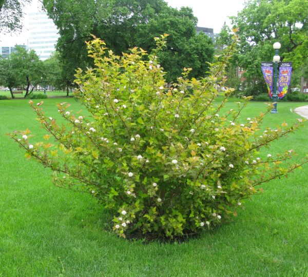 Physocarpus opulifolius Amber Jubilee™ (FE)