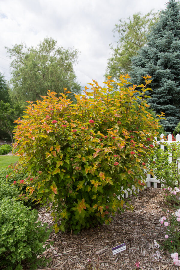 Physocarpus opulifolius Amber Jubilee™ (FE) - Image 2
