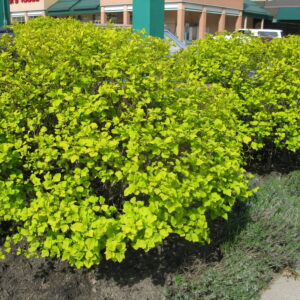 Physocarpus opulifolius Dart's Gold