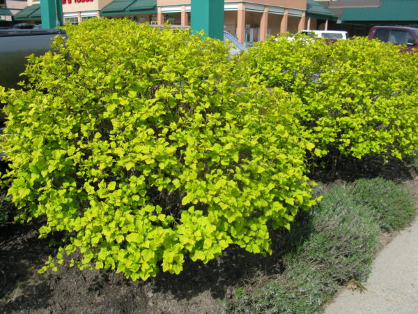 Physocarpus opulifolius Dart's Gold