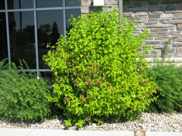 Physocarpus opulifolius Dart's Gold - Image 2