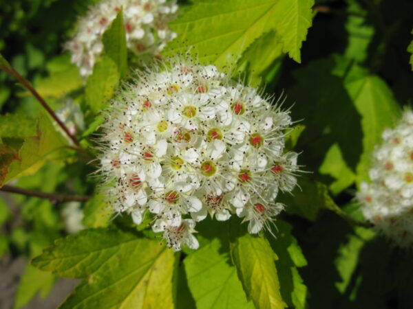 Physocarpus opulifolius Dart's Gold - Image 4