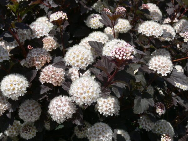 Physocarpus opulifolius Diabolo® - Image 4