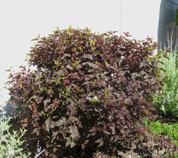 Physocarpus opulifolius Diabolo® - Image 2