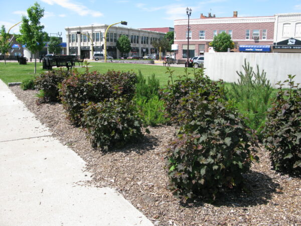 Physocarpus opulifolius Diabolo® - Image 3