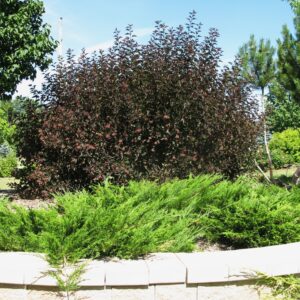 Physocarpus opulifolius Diabolo®