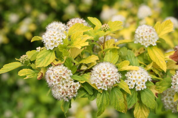 Physocarpus opulifolius Festivus Gold® (PW) - Image 4