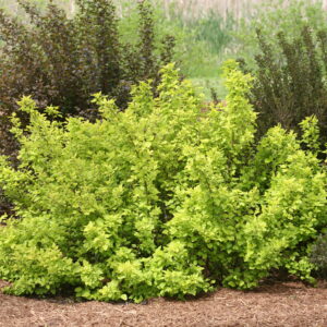 Physocarpus opulifolius Festivus Gold® (PW)
