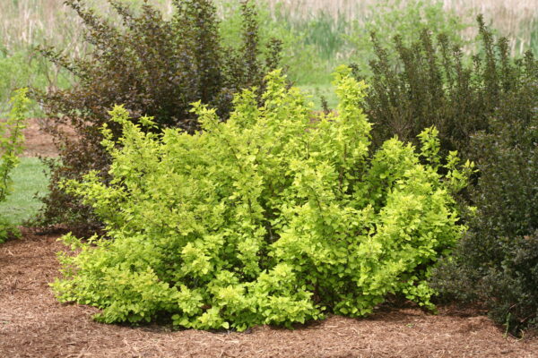 Physocarpus opulifolius Festivus Gold® (PW)