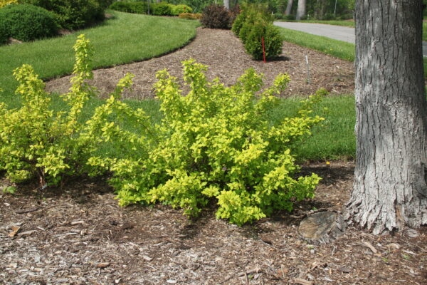 Physocarpus opulifolius Festivus Gold® (PW) - Image 2