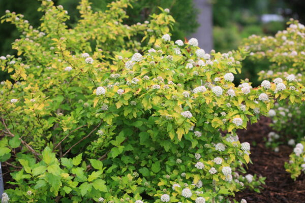 Physocarpus opulifolius Festivus Gold® (PW) - Image 3