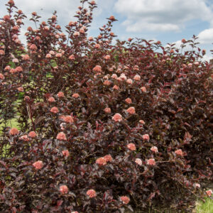 Physocarpus opulifolius Fireside® (FE)